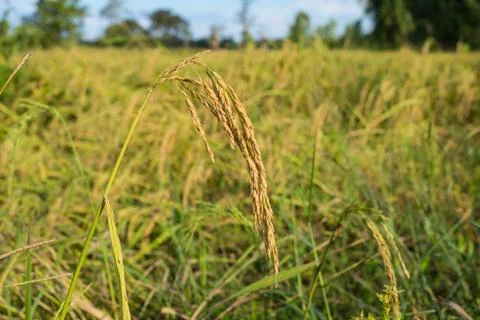 Paddy rice Foto stock
