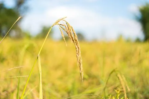 Paddy rice Stock Photos