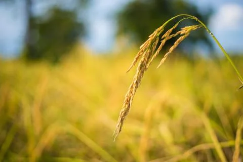 Paddy rice Stock Photos