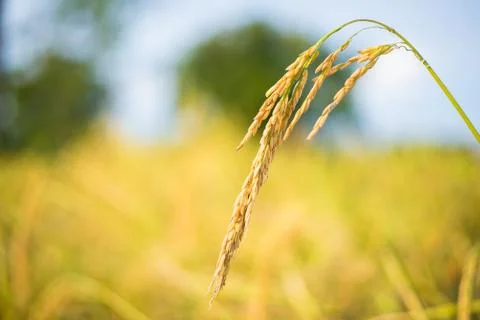 Paddy rice Stock Photos