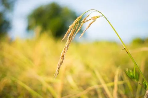 Paddy rice Stock Photos