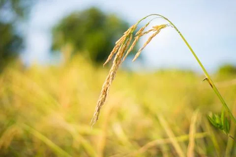 Paddy rice Stock Photos