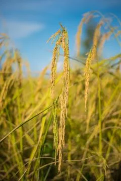 Paddy rice Stock Photos