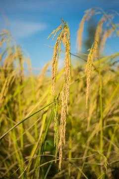 Paddy rice Stock Photos