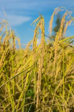 Paddy rice Stock Photos
