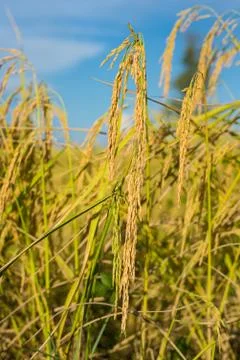 Paddy rice Foto stock