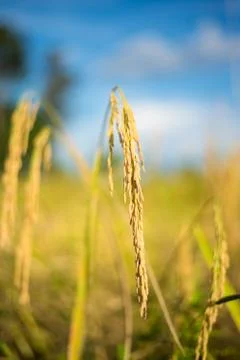 Paddy rice Stock Photos