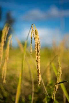 Paddy rice Stock Photos
