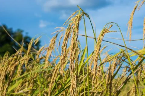 Paddy rice Stock Photos