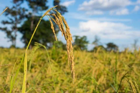 Paddy rice Stock Photos