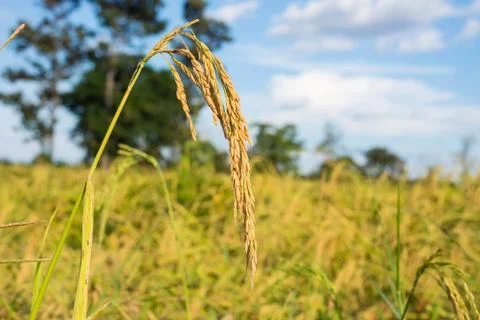 Paddy rice Stock Photos