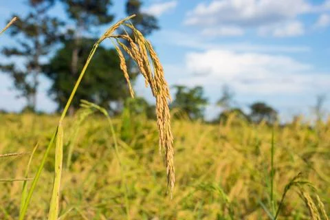 Paddy rice Stock Photos
