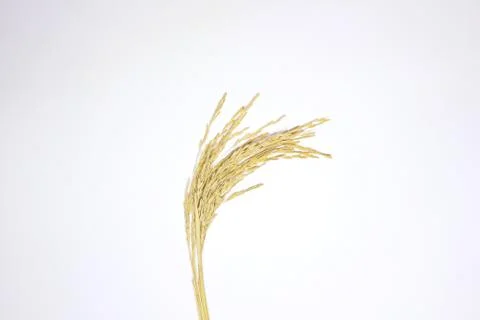 Paddy rice Stock Photos