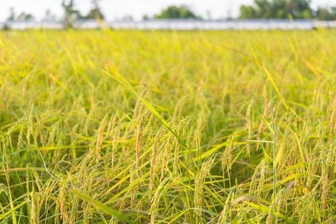 Paddy rice Stock Photos