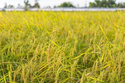 Paddy rice Stock Photos