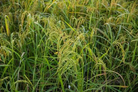 Paddy rice Stock Photos