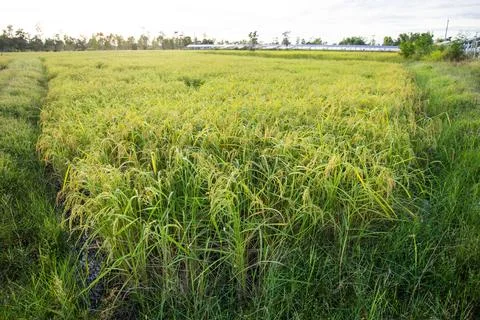 Paddy rice Stock Photos