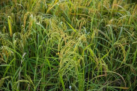 Paddy rice Stock Photos