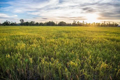 Paddy rice Stock Photos