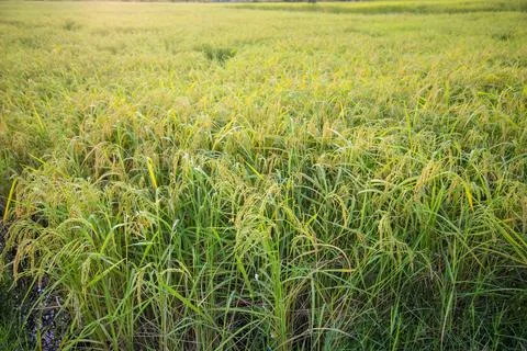 Paddy rice Stock Photos