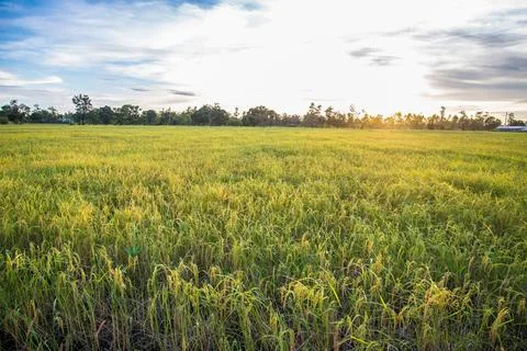 Paddy rice Stock Photos