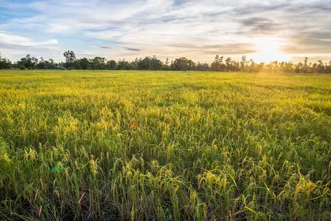 Paddy rice Stock Photos