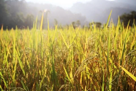 Paddy rice with rays light Stock Photos