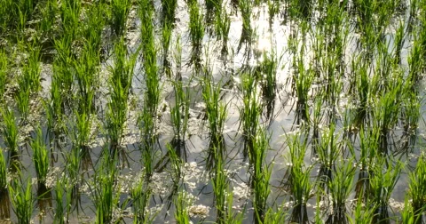 Paddy rice on reflection water Stockbeeldmateriaal 52898964