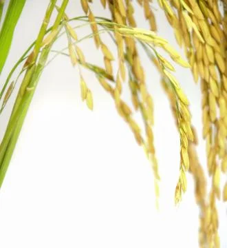 Paddy rice seed. Stock Photos