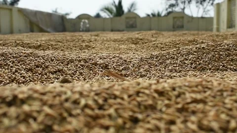 Paddy rice seeds captured closely ,which is kept for drying in open area. Stock Footage 130575834