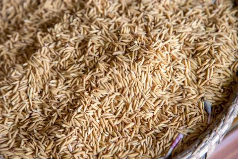 Paddy rice texture for background Stock Photos
