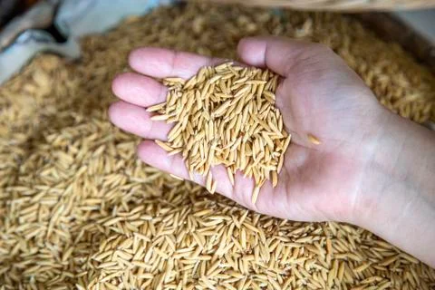 Paddy rice texture for background Foto stock