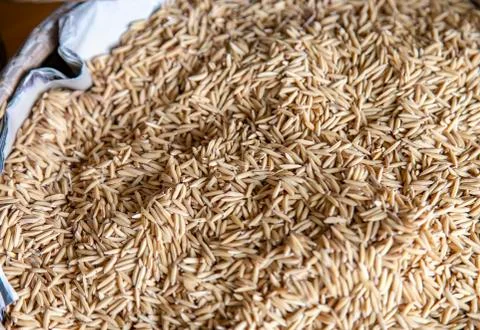 Paddy rice texture for background Stock Photos