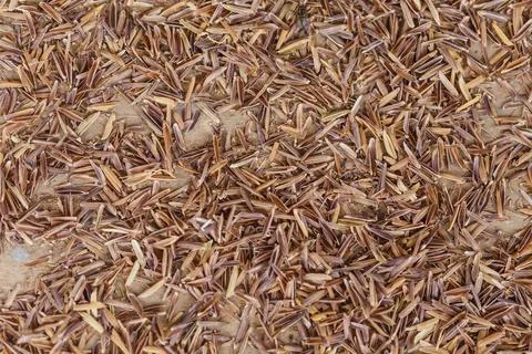 Paddy of rice texture background Stock Photos