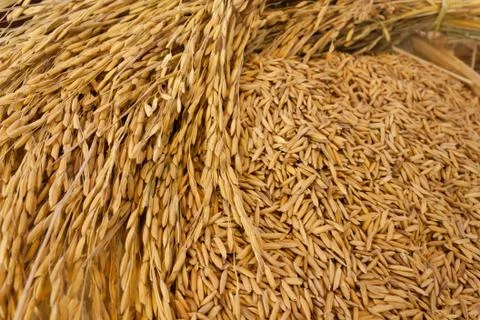 Paddy rice texture Stock Photos
