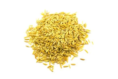 Paddy rice on white background Stock Photos