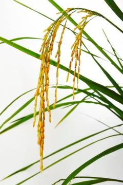 Paddy rice  on white Stock Photos