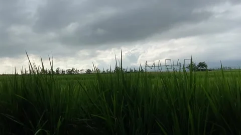 Paddy ricefield Stock Footage 144096358