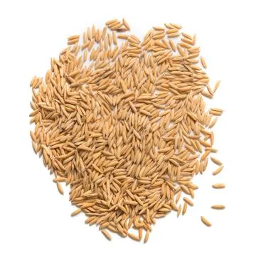 Paddy seed on white background Stock Photos