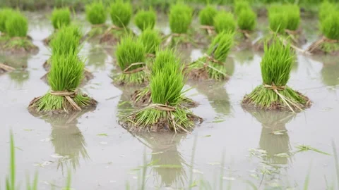 Paddy seedlings 3 Stock Footage 301766312
