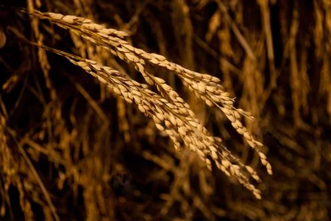 Paddy seeds background  Stock Photos