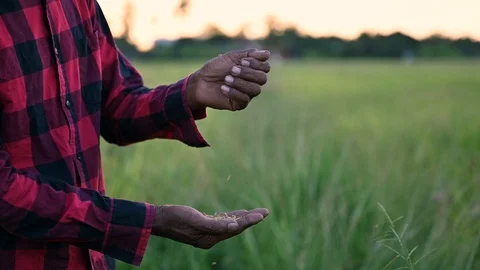 Paddy seeds on farmer hand Stock Footage 122460153