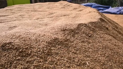 Paddy seeds kept under sun to keep to dry before storing. Stock Footage 130575542