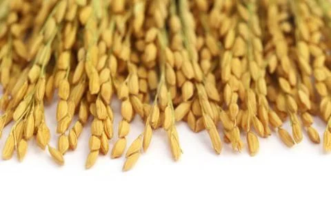 Paddy seeds Stock Photos
