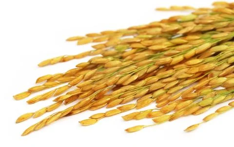 Paddy seeds Stock Photos