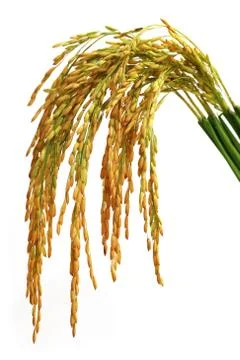 Paddy seeds Stock Photos
