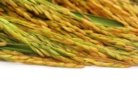 Paddy seeds Stock Photos