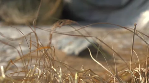 Paddy separating from straws old technic Stock Footage 270865289