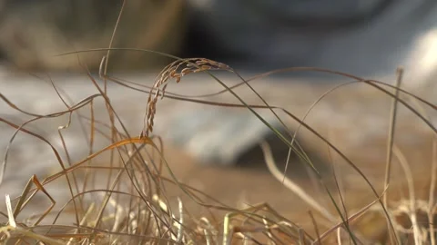 Paddy separating from straws traditionally Stock Footage 270865290