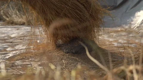 Paddy separation manually, harvesting Stock Footage 270865300